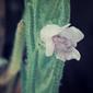 Chloanthes parviflora (Flowered Ice Plant)