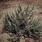 Chloanthes parviflora (Flowered Ice Plant)