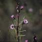 Cyanostegia angustifolia (Tinsel Flower)