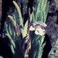 Chloanthes parviflora (Flowered Ice Plant)