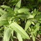 File:Salvia canariensis - Berlin.jpg