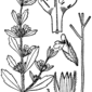 File:Hedeoma pulegioides drawing 1.png