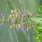 File:Salvia canariensis (14889038165).jpg
