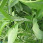File:Salvia canariensis (14702375160).jpg