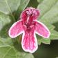 File:マネキグサ Loxocalyx ambiguus flower.JPG