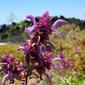 File:Salvia canariensis.jpg