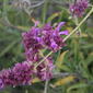 File:Salvia canariensis 2521.JPG