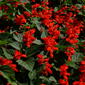 File:Salvia splendens1.jpg