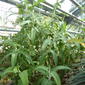 File:Salvia canariensis - Basel.jpg