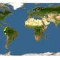 Discover Life: Point Map of Aegiphila alba