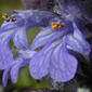 Flowers - close-up