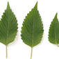 Leaves - top surface - white background