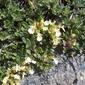 1546Teucrium_montanum_BergGamander_1