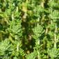 Tomilho-das-praias // Portuguese Thyme (Thymus carnosus)