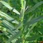 Obedient Plant; False Dragonhead (Physostegia virginiana)