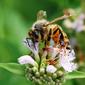 Honey Bee on Mountain Mint