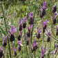 Rosmaninho // Lavender (Lavandula pedunculata)