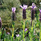 Spring is coming... Rosmaninho-maior // French Lavender (Lavandula stoechas)