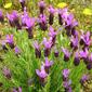 Rosmaninho-maior // French Lavender (Lavandula stoechas)