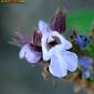 Salva; Salva-rubra; Betónica // Kitchen Sage (Salvia officinalis)