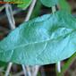 Prunela; Consolda-menor; Erva-férrea // Common Selfheal (Prunella vulgaris)