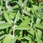 Salva; Salva-rubra; Betónica // Kitchen Sage (Salvia officinalis)