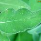 Salva; Salva-rubra; Betónica // Kitchen Sage (Salvia officinalis)