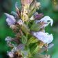 Salva; Salva-rubra; Betónica // Kitchen Sage (Salvia officinalis)