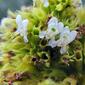 Hypenia densiflora