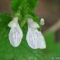 Prásio // White Hedge-nettle (Prasium majus)