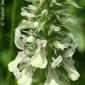 Rabo-de-raposa // Italian Hedgenettle (Stachys ocymastrum)