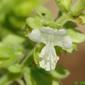 Flor de Manjerico // Bush Basil (Ocimum minimum)