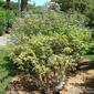 Árvore-da-castidade; Anho-casto // Lilac Chastetree (Vitex agnus-castus)