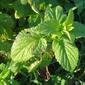 Hortelã-verde // Spearmint (Mentha spicata)