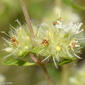 Bela-luz; Sal-puro; Tomilho-alvadio-do-Algarve // Spanish Wood Marjoram (Thymus mastichina subsp. mastichina)