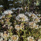 H20140801-3199—Monardella hypoleuca ssp lanata—RPBG