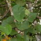 Lamiaceae (Vitex pinnata)