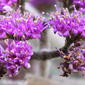 ecosystem/flora/French Mulberry of Western Ghats(Callicarpa macrophylla)