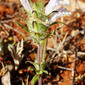 Cleónia (Cleonia lusitanica)