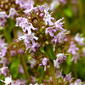 Thymus pulegioides L.