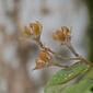 Lamiaceae (Vitex pinnata) fruits