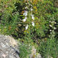 Teucrium pseudochamaepitys