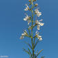 Teucrium pseudochamaepitys