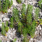 Teucrium pseudochamaepitys