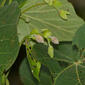 Lamiaceae (Vitex pinnata) flowers